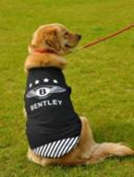 Pet Cloth Dark Blue Colour 2Xl- Size  CQ377B